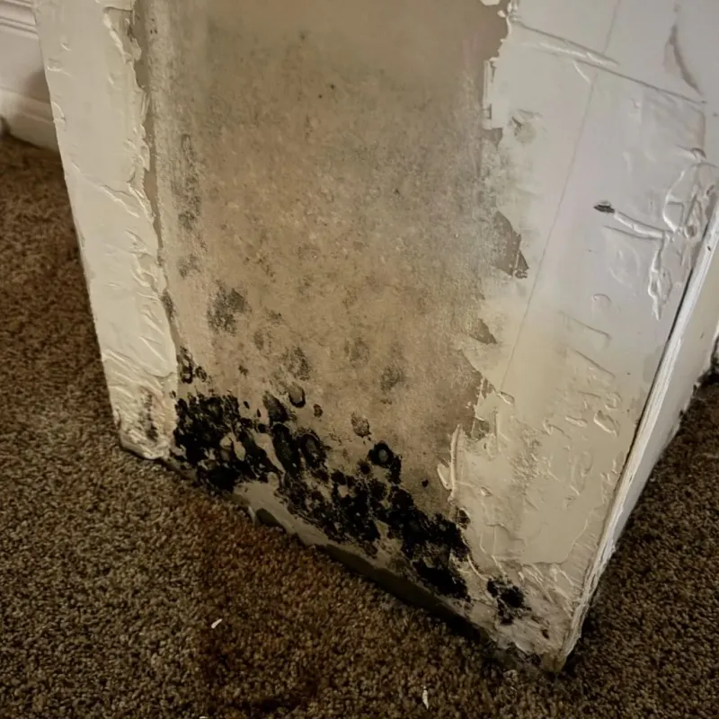 Professional Mold Removal in Dedham, MA